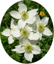 Blume - Weiß