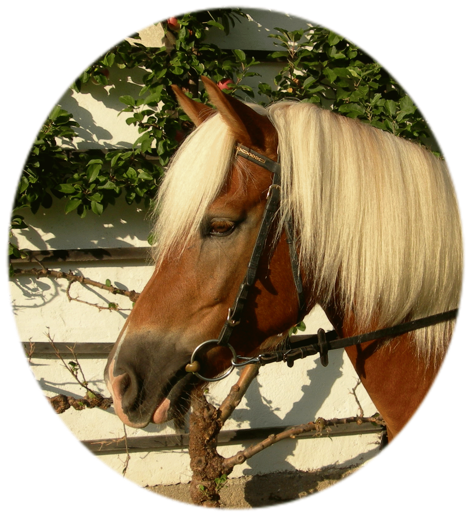 Pferde - Wieferl Kopf