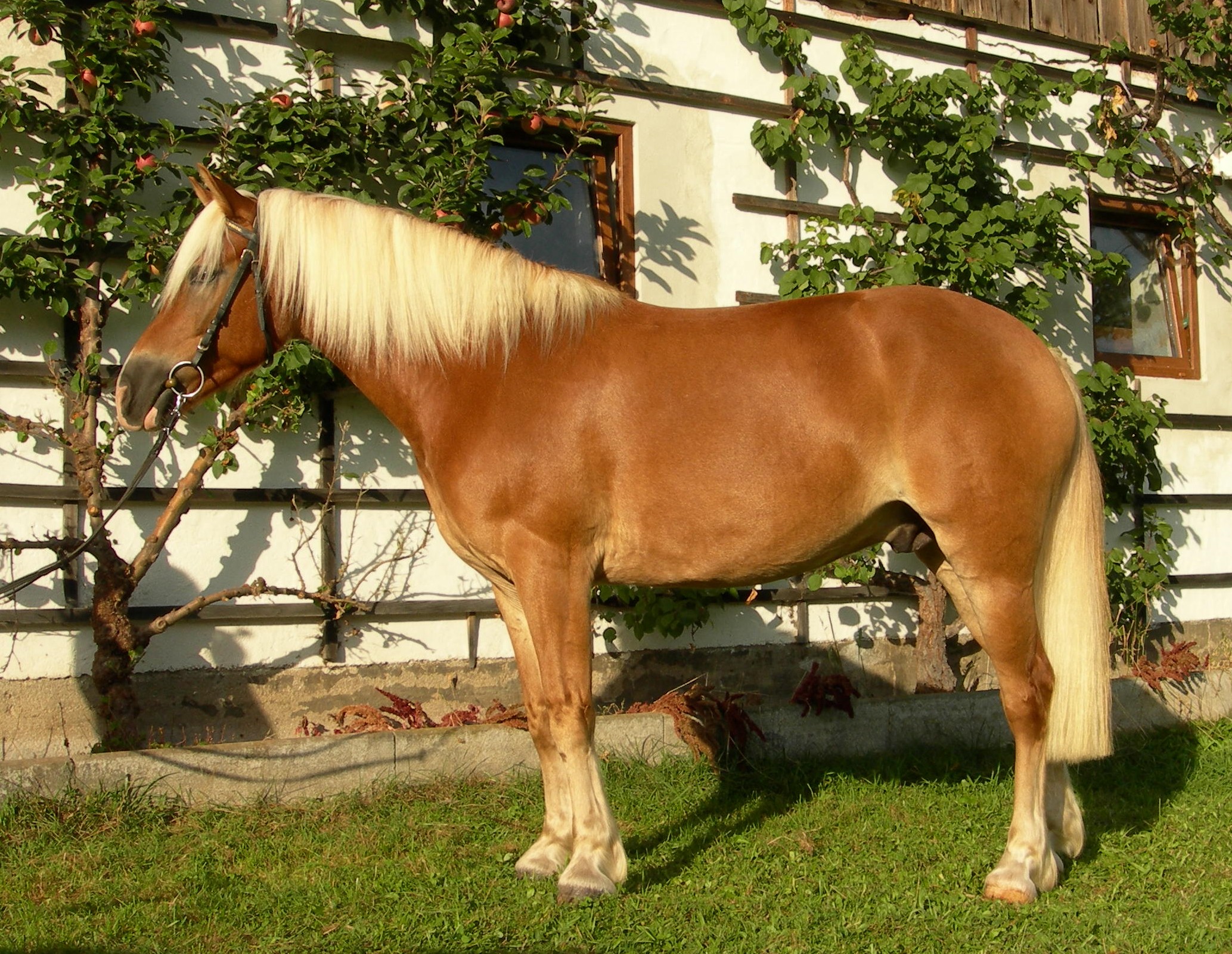 Pferde - Wieferl